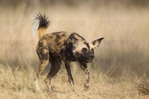 African Wild Dog (Lycaon pictus)