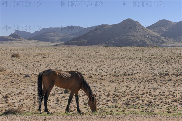 Wild horse in the Namib Desert