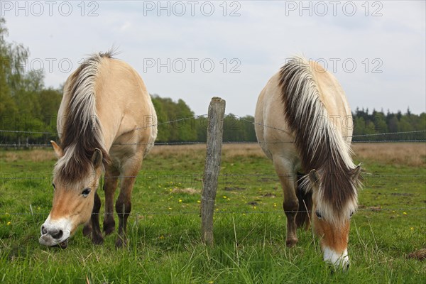 Two Norwegian Fjord Horses grazing grass over a barbed wire fence