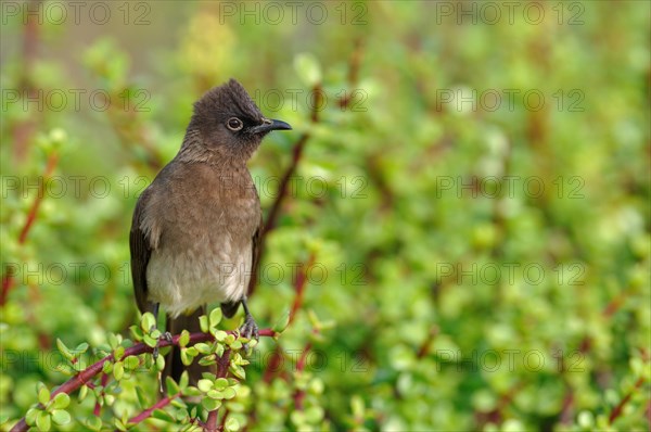 Cape Bulbul (Pycnonotus capensis)