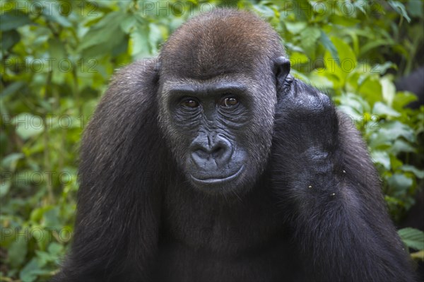 Western Lowland Gorilla (Gorilla gorilla gorilla) in reintroduction enclosure