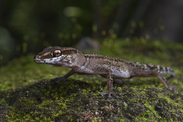 Stumpff's Ground Gecko (Paroedura stumpfii)