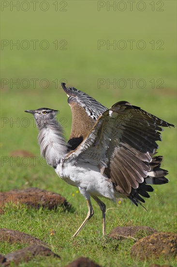 Male kori bustard (Ardeotis kori) with open wings