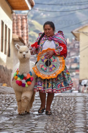 Local woman in traditional costume with a decorated Alpaca (Vicugna pacos)