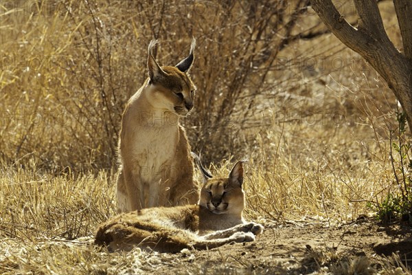 Pair of Caracals (Caracal caracal)