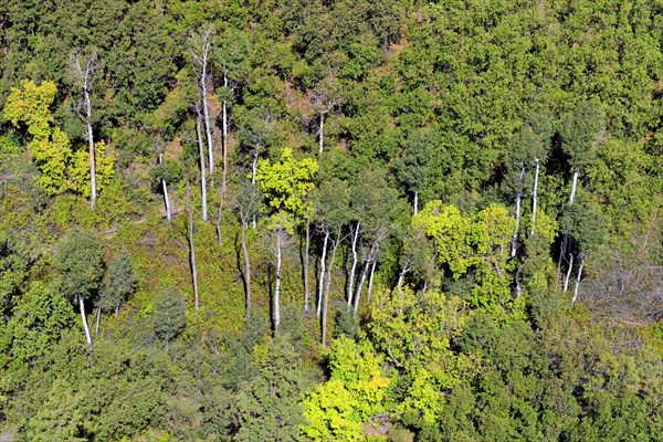 Aspen forest in Betatakin Canyon