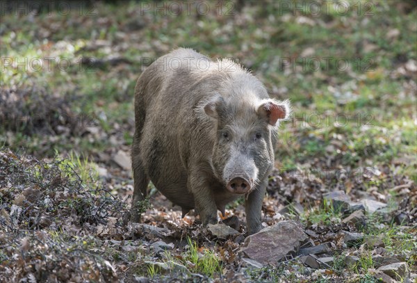 Feral pig