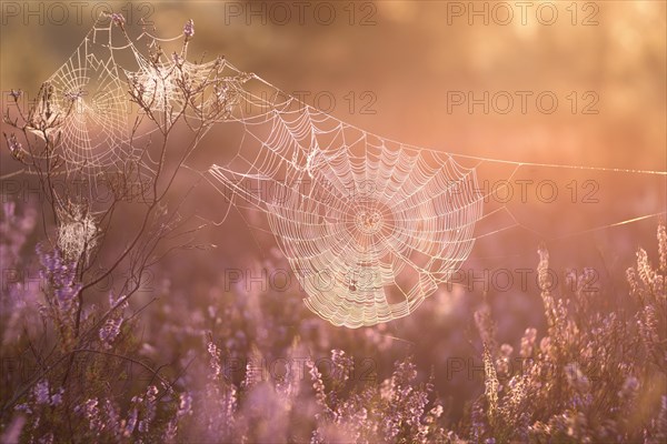 An orb-weaver spider web in heath