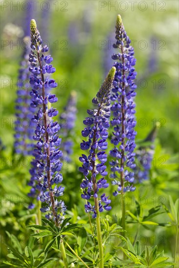 Blooming lupines (Lupinus)