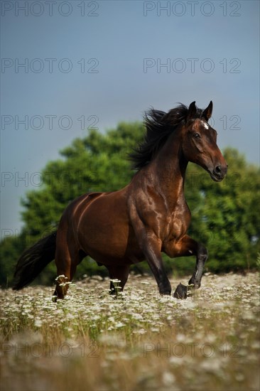 Oldenburg horse