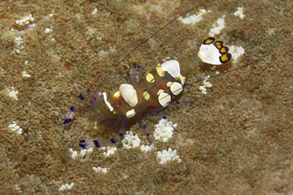 Pacific Clown Anemone Shrimp (Periclimenes brevicarpalis) on Anemone