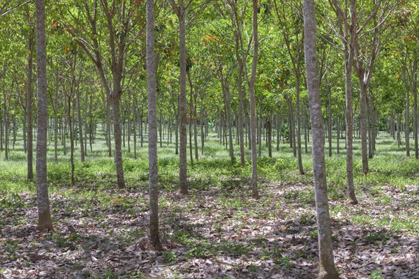 Rubber tree plantation