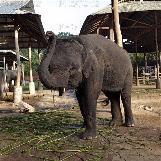 Asian or Asiatic Elephant (Elephas maximus) in Maetaman Elephant Camp