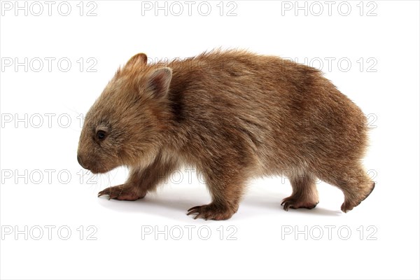 Common Wombat (Vombatus ursinus)