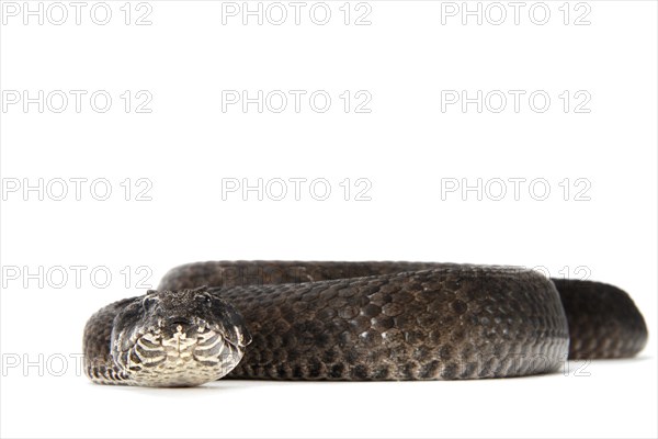 Common Death Adder (Acanthophis antarcticus)