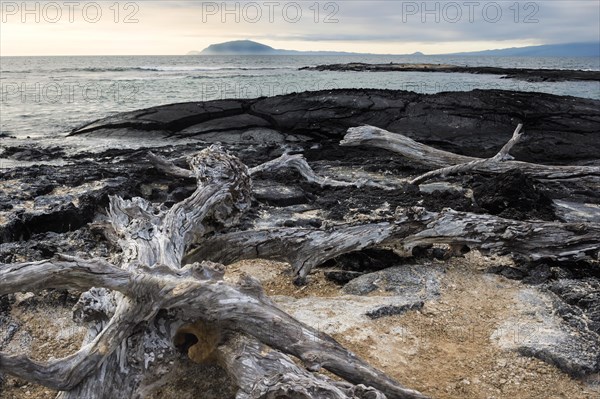 Dead trees on the beach