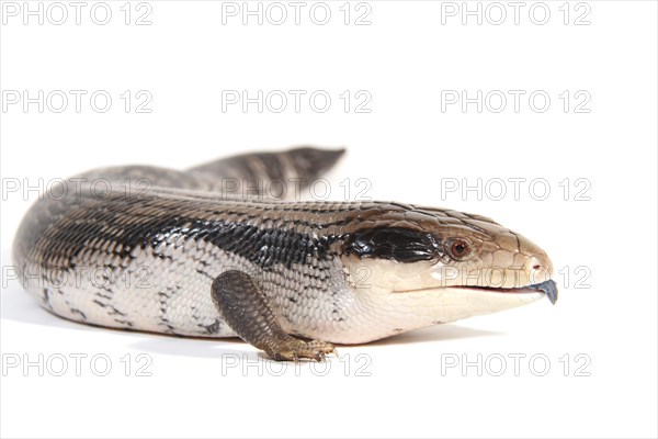 Eastern Blue-tongued Lizard (Tiliqua scincoides scincoides)