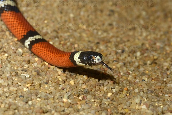 Scarlet kingsnake (Lampropeltis triangulum elapsoides)