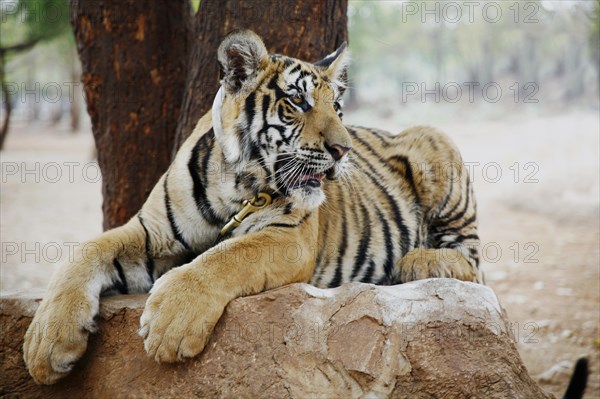 Tiger Temple or Wat Pa Luangta Bua