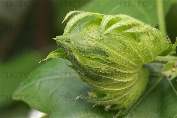 Levant Cotton (Gossypium herbaceum)