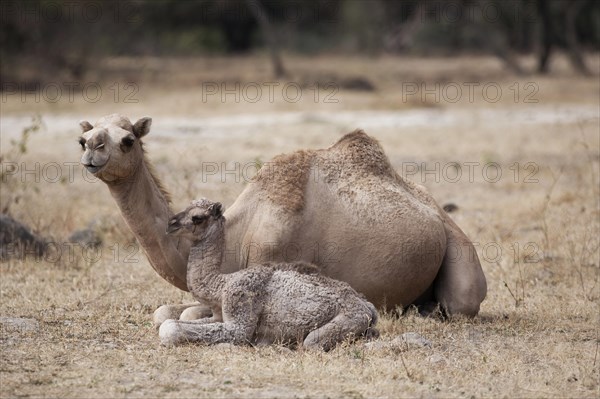 Dromedary (Camelus dromedarius) with young
