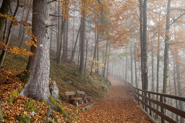 Fog in an autumn forest