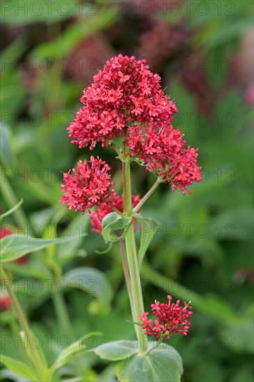 Jupiter's Beard or Red Valerian (Centranthus ruber)