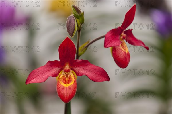 Flower of an orchid
