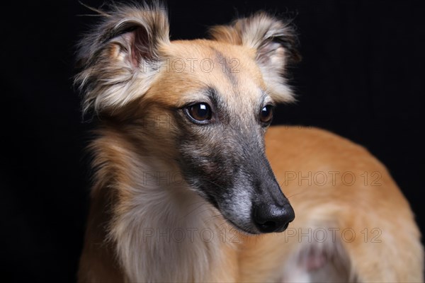 Longhaired Whippet or Silken Windsprite