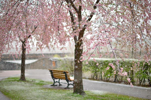 Blossoming Cherry tree (Prunus x subhirtella) during snowfall
