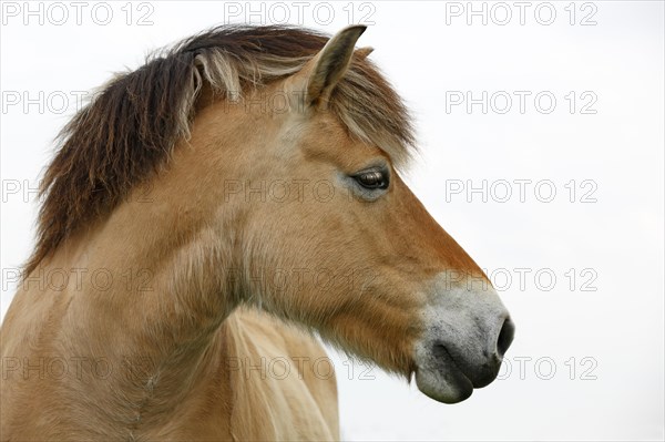 Norwegian Fjord Horse