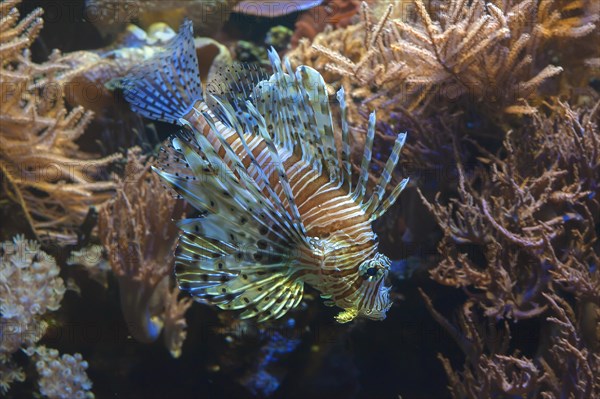 Red Lionfish (Pterois volitans) in an aquarium