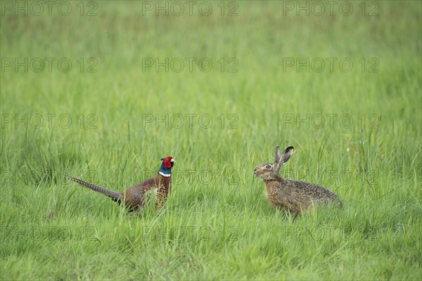 Common Pheasant (Phasianus colchicus) encountering a European Hare or Brown Hare (Lepus europaeus)