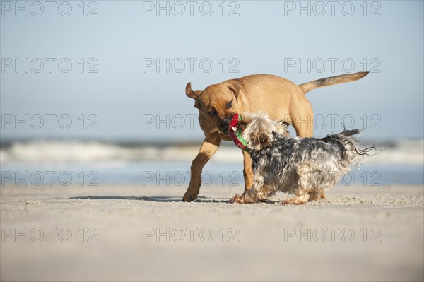 A Yorkshire Terrier and a mixed breed puppy playing on the beach