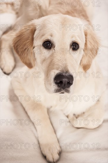Golden Retriever dog