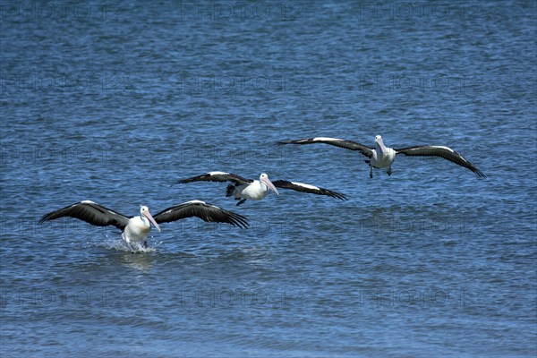 Australian Pelicans (Pelecanus conspicillatus) landing on water