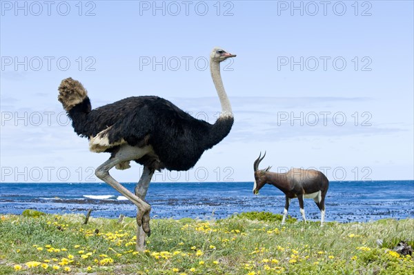 Common Ostrich (Struthio camelus)