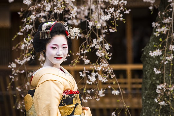 Geisha in front of a blossoming cherry tree in the Geisha quarter Gion