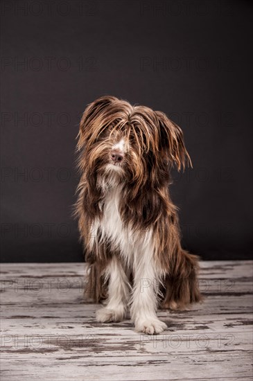 Sitting brown mixed-breed dog