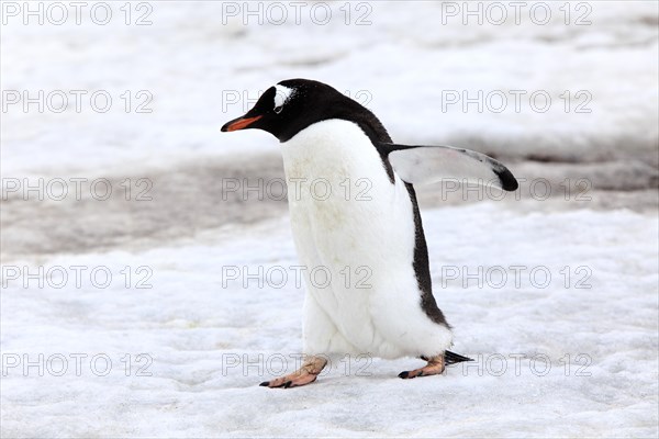 Gentoo Penguin (Pygoscelis papua)