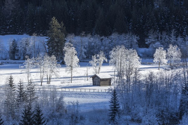 Trees covered in hoarfrost in Gschnitztal Valley