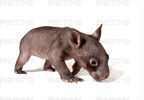 Common Wombat (Vombatus ursinus)