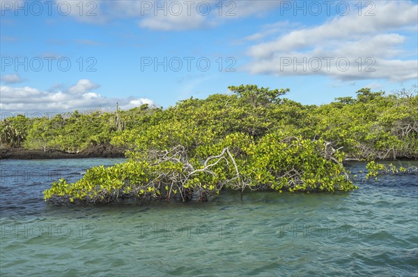 Red Mangrove (Rhizophora mangle)