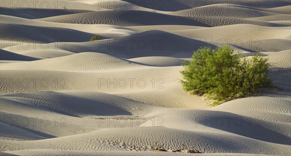 Honey Mesquite tree (Prosopis glandulosa torreyana) on the Mesquite Flat Sand Dunes in the early morning