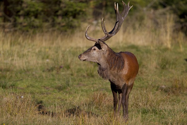 Red Deer (Cervus elaphus)