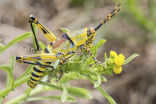 Elegant Grasshopper (Zonocerus elegans)