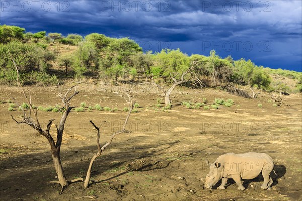 White Rhinoceros or Square-lipped Rhinoceros (Ceratotherium simum)