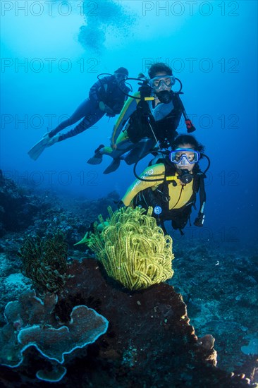 Group of scuba divers in a colourful coral reef observing a Feather Star (Crinoidea)