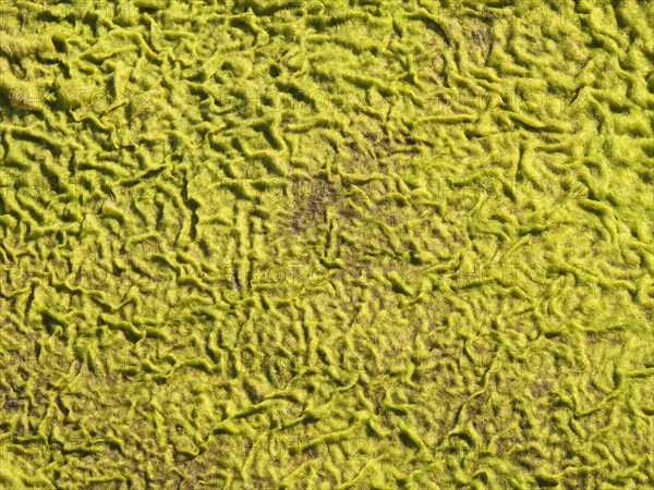 Patterns in a carpet of moss at the edge of the Olifants River