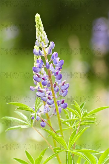 Lupine (Lupinus polyphyllus)